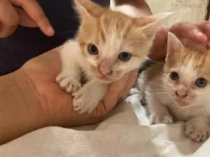 Gato raça SRD-ViraLata idade 2 a 6 meses nome gatinho e gatão