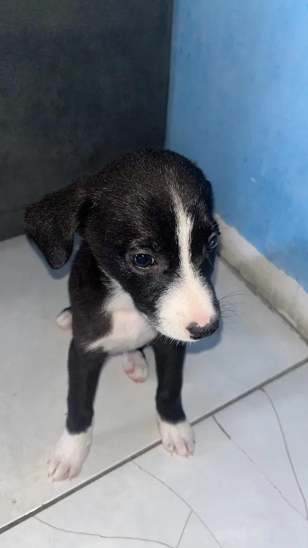 Cachorro raça SRD-ViraLata idade 2 a 6 meses nome Aisha