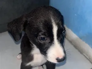 Cachorro raça SRD-ViraLata idade 2 a 6 meses nome Aisha