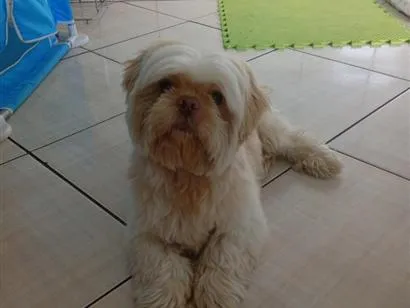 Cachorro raça Shitzu idade 6 ou mais anos nome Barry