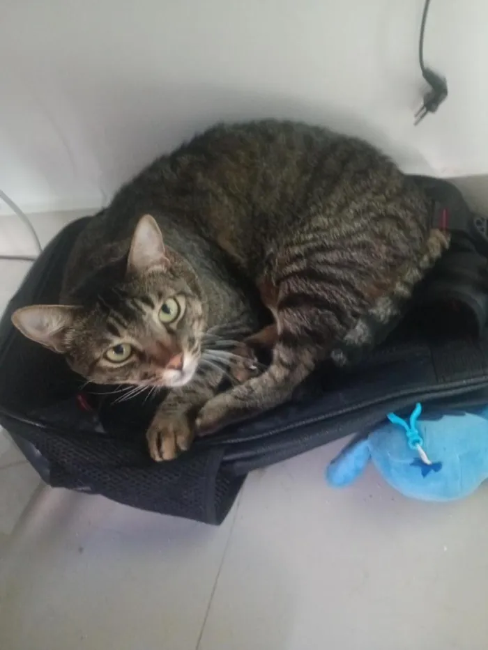 Gato raça SRD-ViraLata idade 1 ano nome Tigre