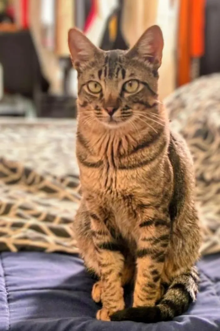 Gato raça SRD-ViraLata idade 1 ano nome Tigre