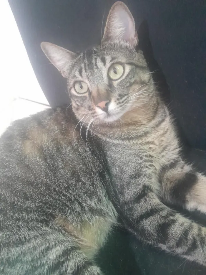 Gato raça SRD-ViraLata idade 1 ano nome Tigre