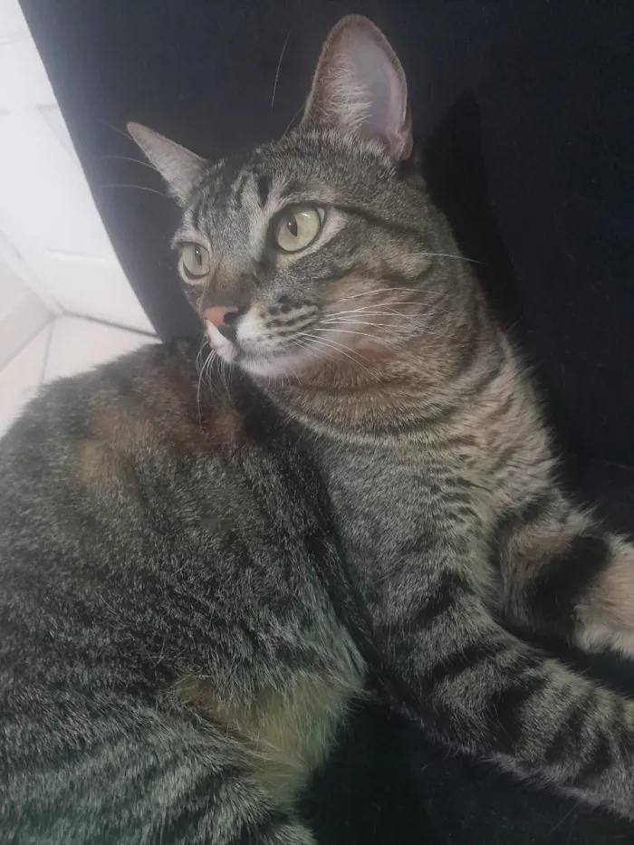 Gato raça SRD-ViraLata idade 1 ano nome Tigre