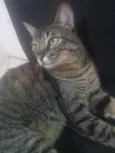 Tigre