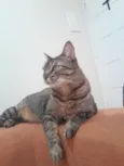 Tigre