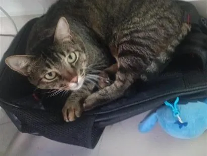 Gato raça SRD-ViraLata idade 1 ano nome Tigre