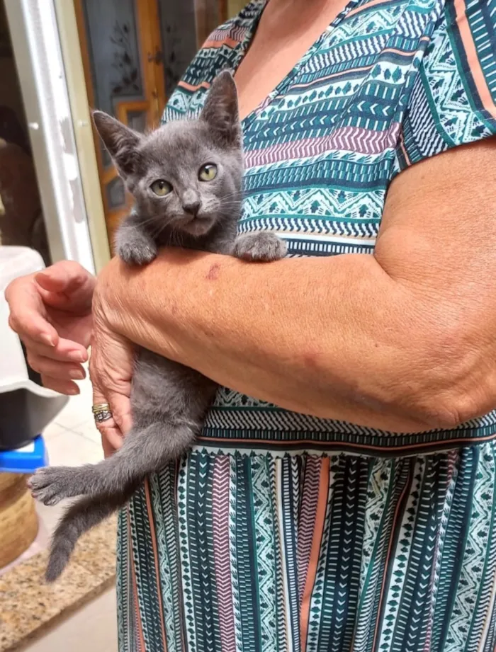 Gato raça SRD-ViraLata idade 2 a 6 meses nome Tokyo bb2meses