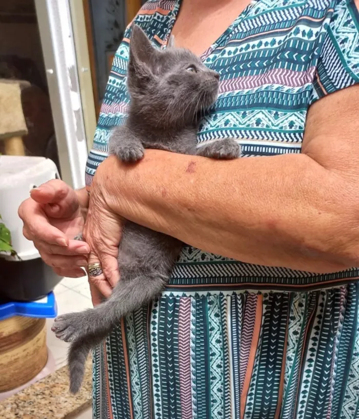 Gato raça SRD-ViraLata idade 2 a 6 meses nome Tokyo bb2meses
