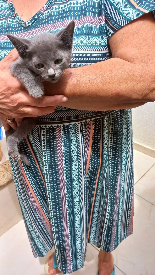 Gato raça SRD-ViraLata idade 2 a 6 meses nome Tokyo bb2meses