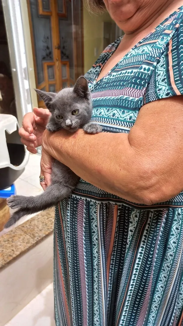 Gato raça SRD-ViraLata idade 2 a 6 meses nome Tokyo bb2meses