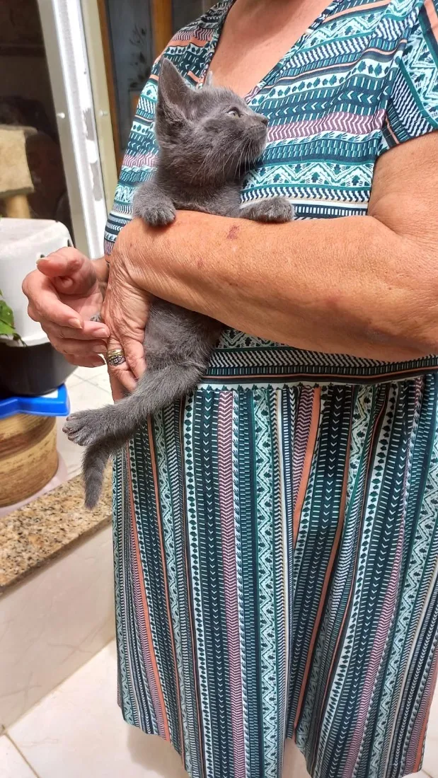 Gato raça SRD-ViraLata idade 2 a 6 meses nome Tokyo bb2meses