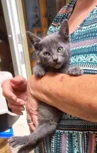 Gato raça SRD-ViraLata idade 2 a 6 meses nome Tokyo bb2meses