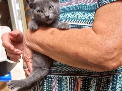 Gato raça SRD-ViraLata idade 2 a 6 meses nome Tokyo bb2meses