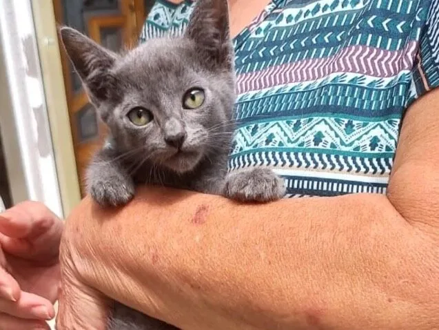 Gato raça SRD-ViraLata idade 2 a 6 meses nome Tokyo bb2meses