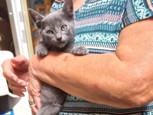 Gato raça SRD-ViraLata idade 2 a 6 meses nome Tokyo bb2meses
