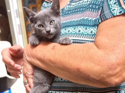 Gato raça SRD-ViraLata idade 2 a 6 meses nome Tokyo bb2meses