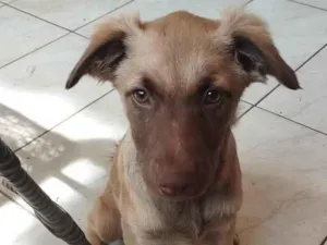 Cachorro raça SRD-ViraLata idade 7 a 11 meses nome Kira