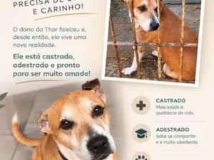 Cachorro raça SRD-ViraLata idade 6 ou mais anos nome Thor