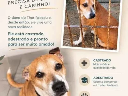 Cachorro raça SRD-ViraLata idade 6 ou mais anos nome Thor