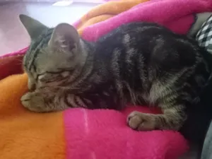 Gato raça SRD-ViraLata idade 2 a 6 meses nome sem nome