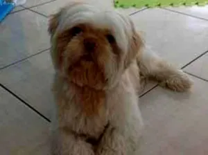 Cachorro raça Shitzu idade 6 ou mais anos nome Barry