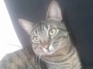 Gato raça SRD-ViraLata idade 1 ano nome Tigre