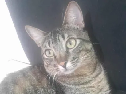 Gato raça SRD-ViraLata idade 1 ano nome Tigre