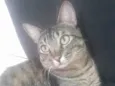 Tigre