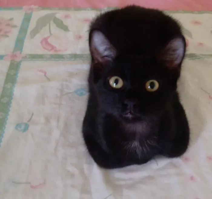Gato raça SRD-ViraLata idade 2 a 6 meses nome sem nome 