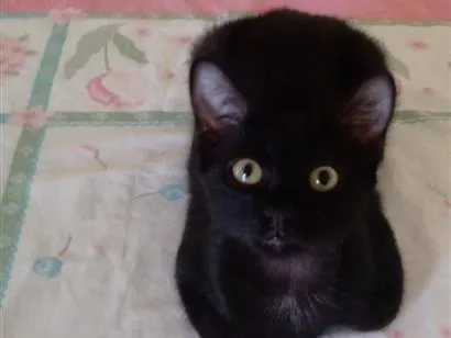 Gato raça SRD-ViraLata idade 2 a 6 meses nome sem nome 