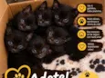 eles ainda não tem nome