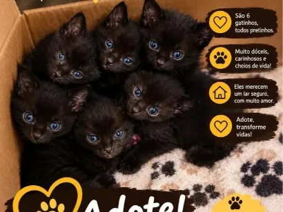 Gato raça SRD-ViraLata idade Abaixo de 2 meses nome eles ainda não tem nome