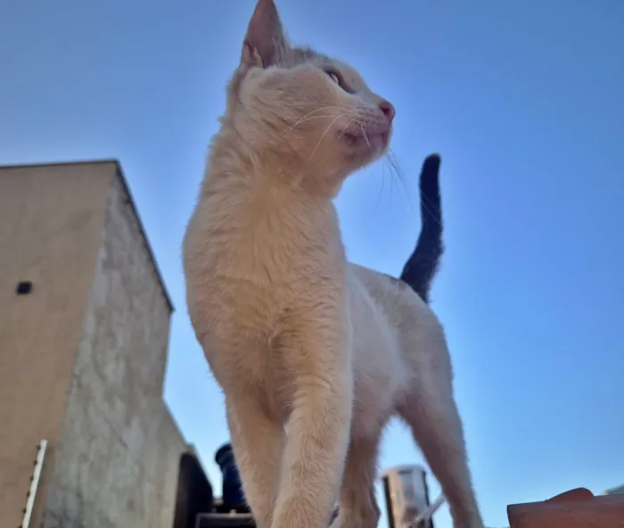 Gato raça SRD-ViraLata idade 1 ano nome Branco