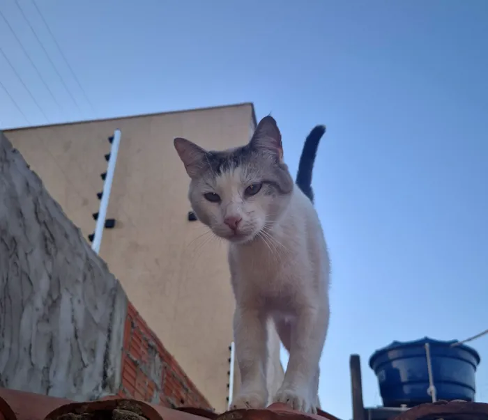 Gato raça SRD-ViraLata idade 1 ano nome Branco
