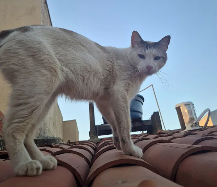 Gato raça SRD-ViraLata idade 1 ano nome Branco