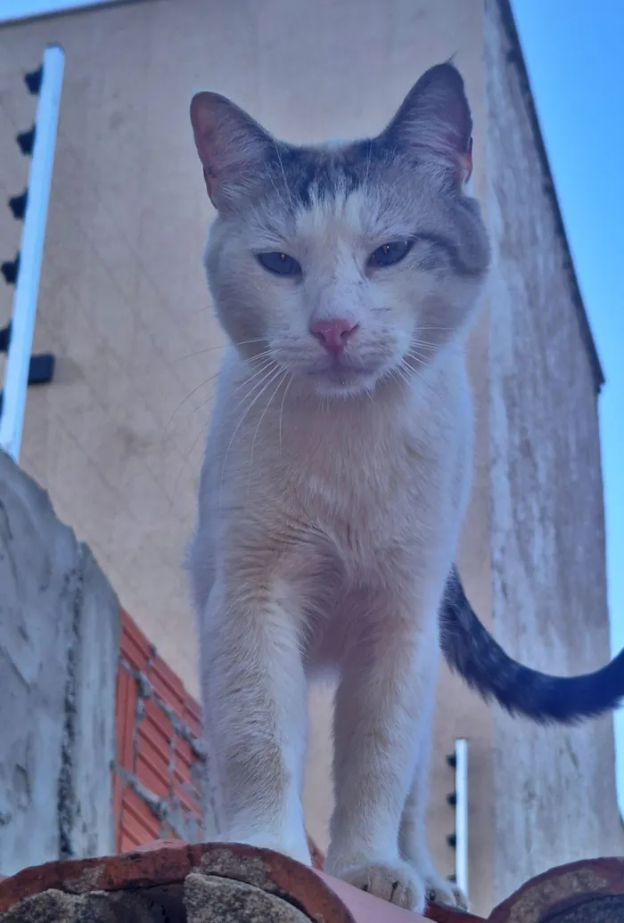 Gato raça SRD-ViraLata idade 1 ano nome Branco