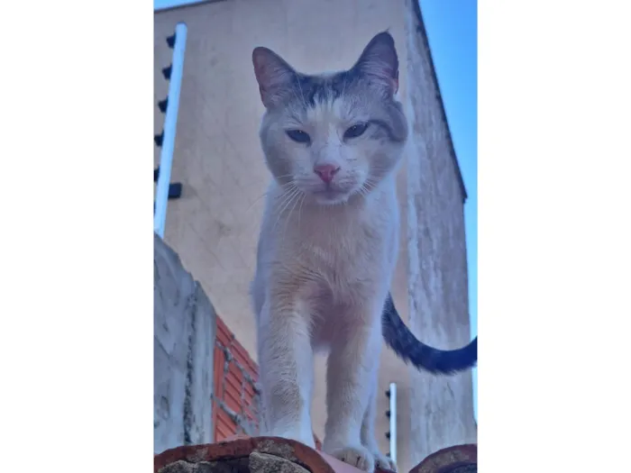 Gato raça SRD-ViraLata idade 1 ano nome Branco