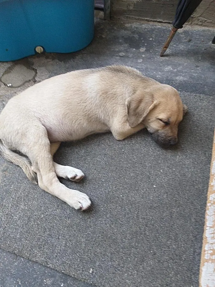 Cachorro raça SRD-ViraLata idade 2 a 6 meses nome meg