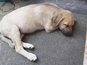 Cachorro raça SRD-ViraLata idade 2 a 6 meses nome meg