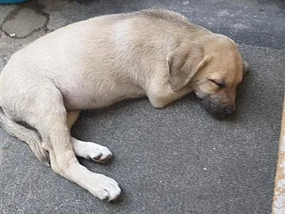 Cachorro raça SRD-ViraLata idade 2 a 6 meses nome meg