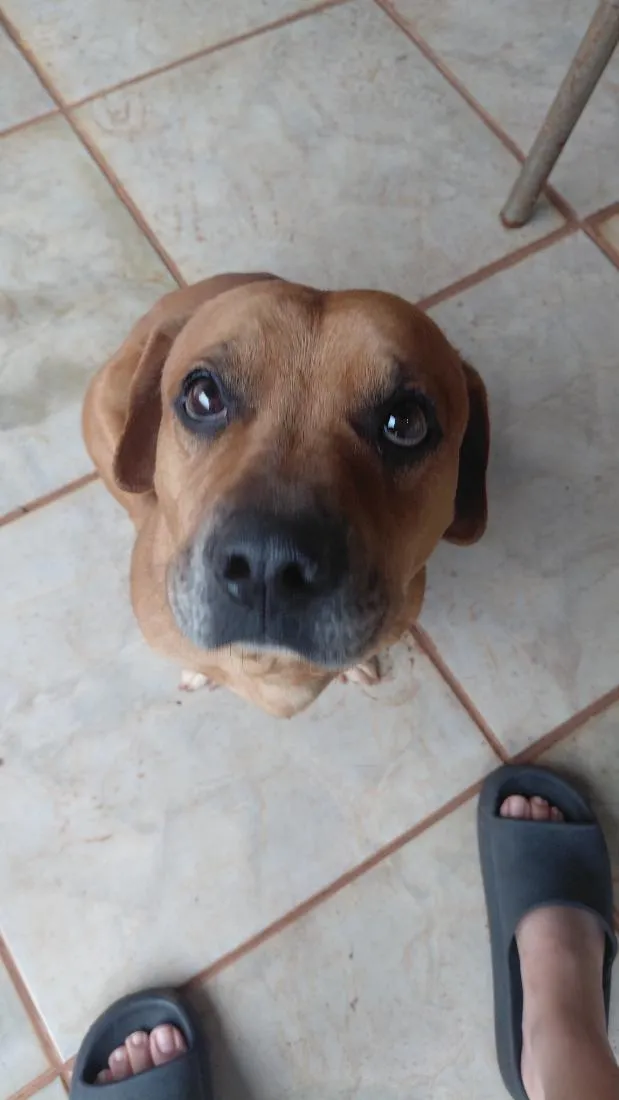 Cachorro raça SRD-ViraLata idade 2 anos nome sem nome