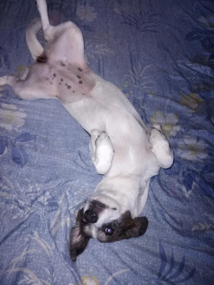 Cachorro raça SRD-ViraLata idade 7 a 11 meses nome Lua