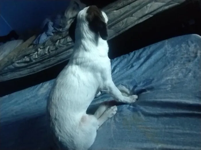 Cachorro raça SRD-ViraLata idade 7 a 11 meses nome Lua