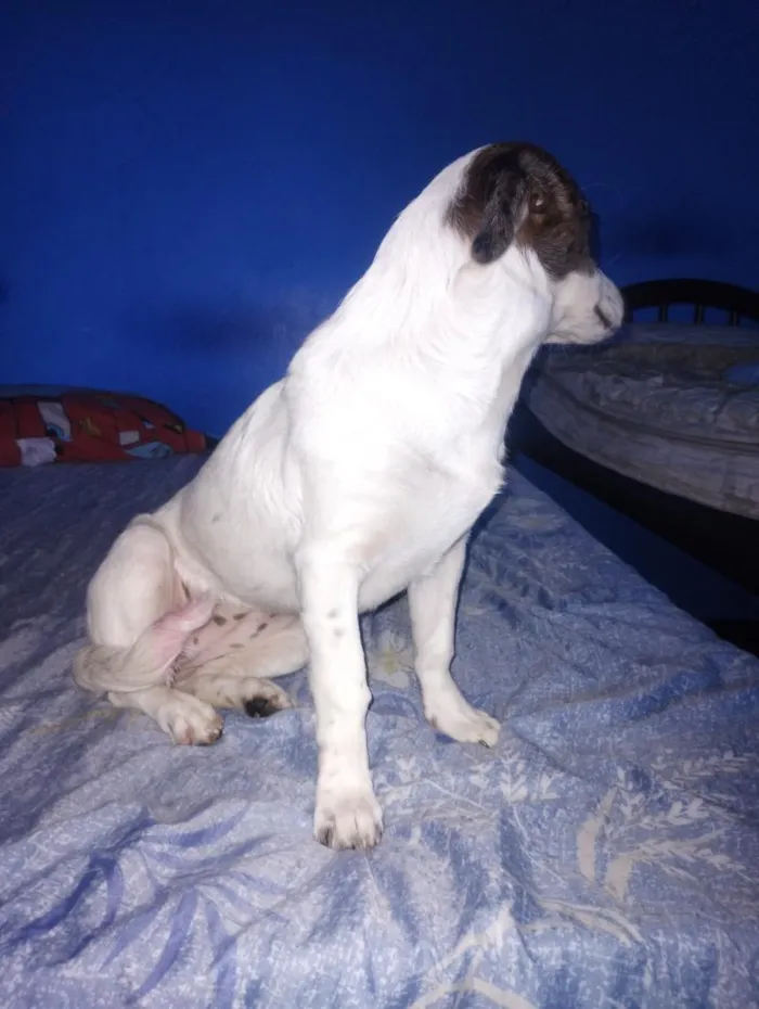 Cachorro raça SRD-ViraLata idade 7 a 11 meses nome Lua