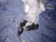 Lua