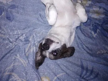 Cachorro raça SRD-ViraLata idade 7 a 11 meses nome Lua