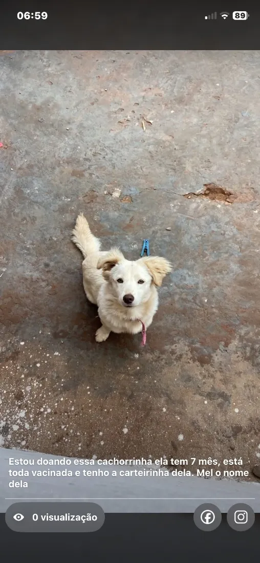 Cachorro raça SRD-ViraLata idade 7 a 11 meses nome Mel