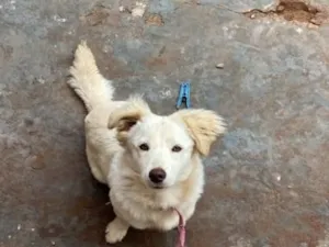 Cachorro raça SRD-ViraLata idade 7 a 11 meses nome Mel
