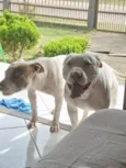 Ragnar e Atena